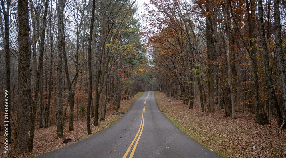 Fototapeta premium road in autumn forest