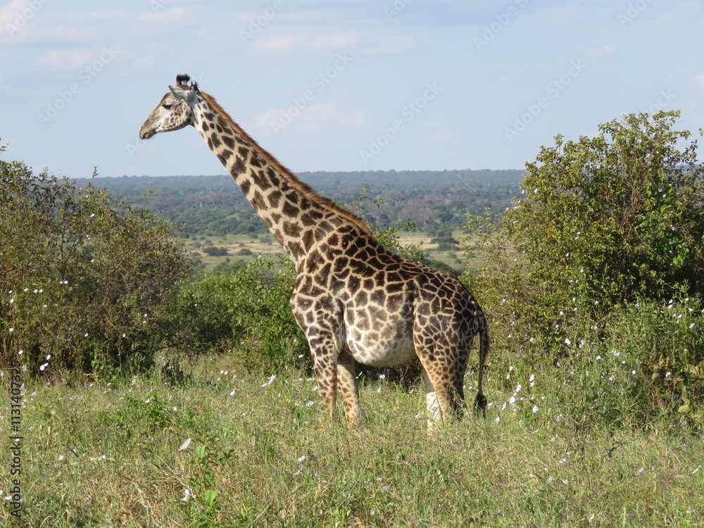 Fototapeta premium giraffe eating grass