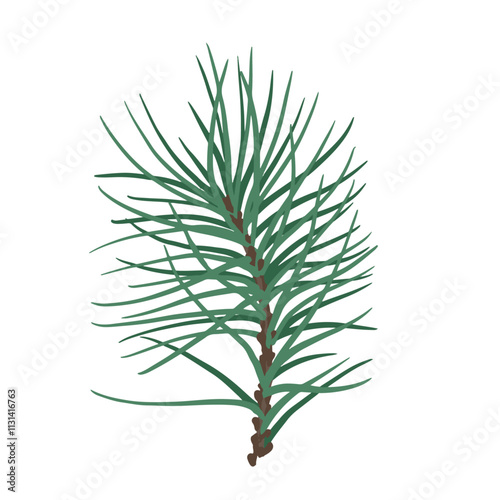 Green branches of coniferous tree. Vector graphics.