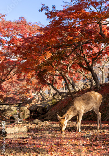 deer in autumn forest