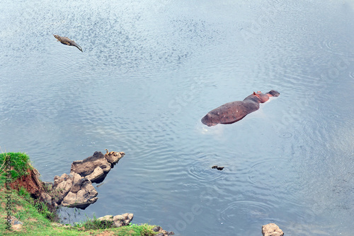 A crocodile and a hippopotamus swim in the water of the Crocodile River in Kruger National Park, Mpumalanga Province, South Africa photo