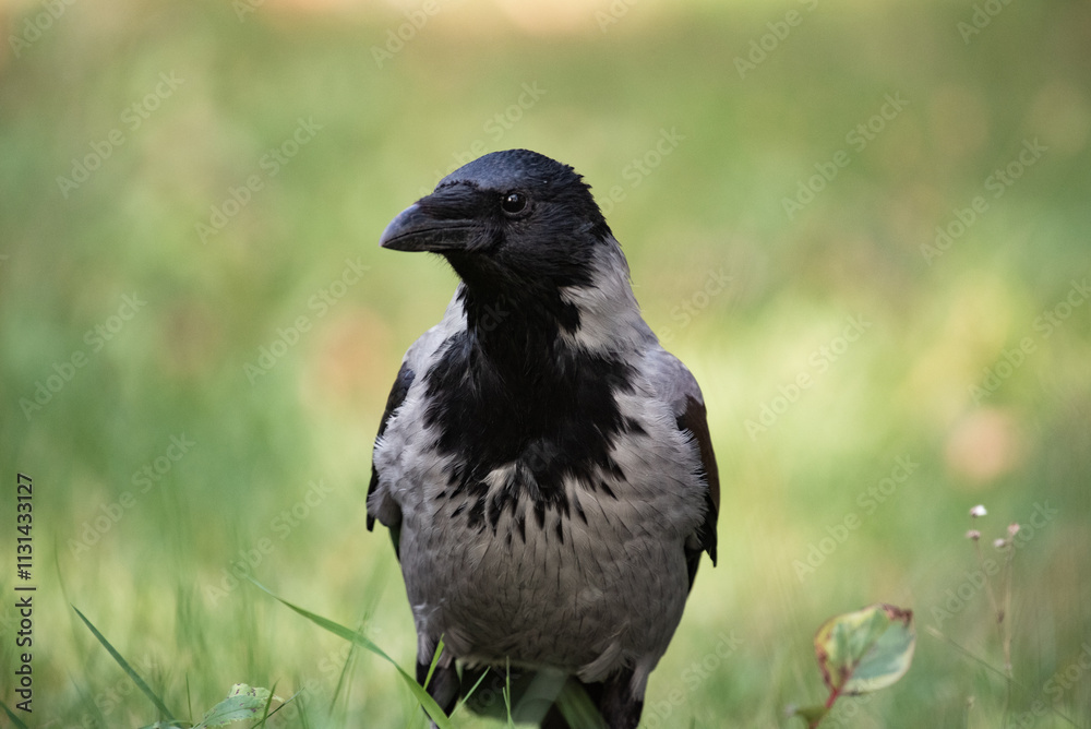 Fototapeta premium crow on the ground