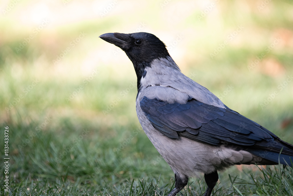 Obraz premium crow on the ground