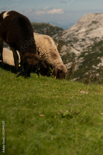 grazing, sheep, nature, mountain, peaceful, animals, grass, brown, white, summer, rural, rocky, valley, tags, herd, greenery, highlands, environment, nature photo