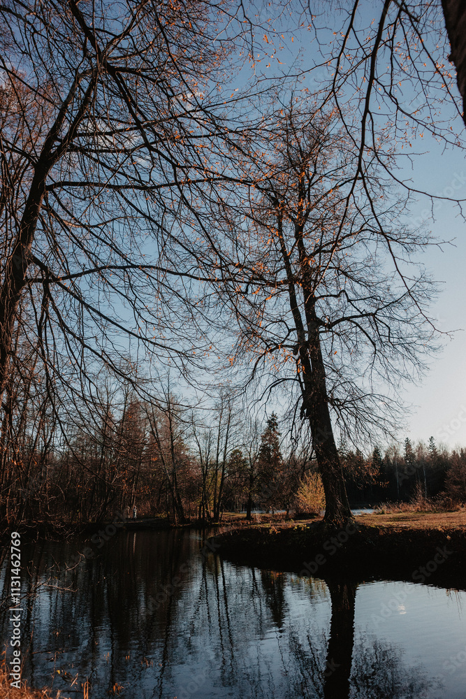 Obraz premium reflection of trees in the water