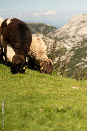 grazing, sheep, nature, mountain, peaceful, animals, grass, brown, white, summer, rural, rocky, valley, tags, herd, greenery, highlands, environment, nature photo