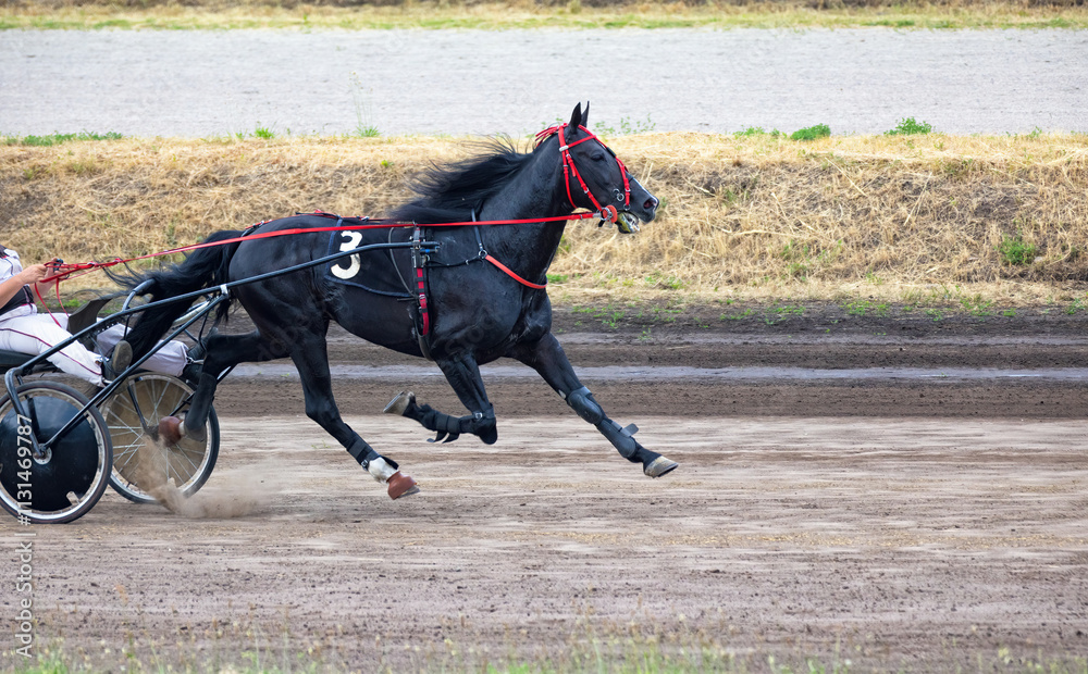 Racing thrills at the harness track on a sunny day in the countryside