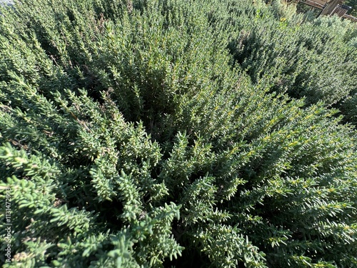 Thymus vulgaris is a fine herb with green leaves. Close-up background of gray-green leaves of garden thyme. Common thyme, Compactus, German thyme, or just thyme. Mint family Lamiaceae. Fresh spice.
 photo