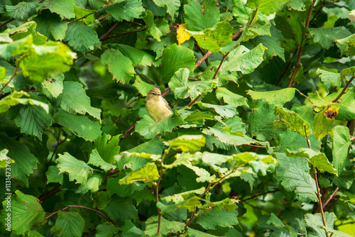 Weidenlaubsänger in einem Haselnussstrauch (Phylloscopus collybita)