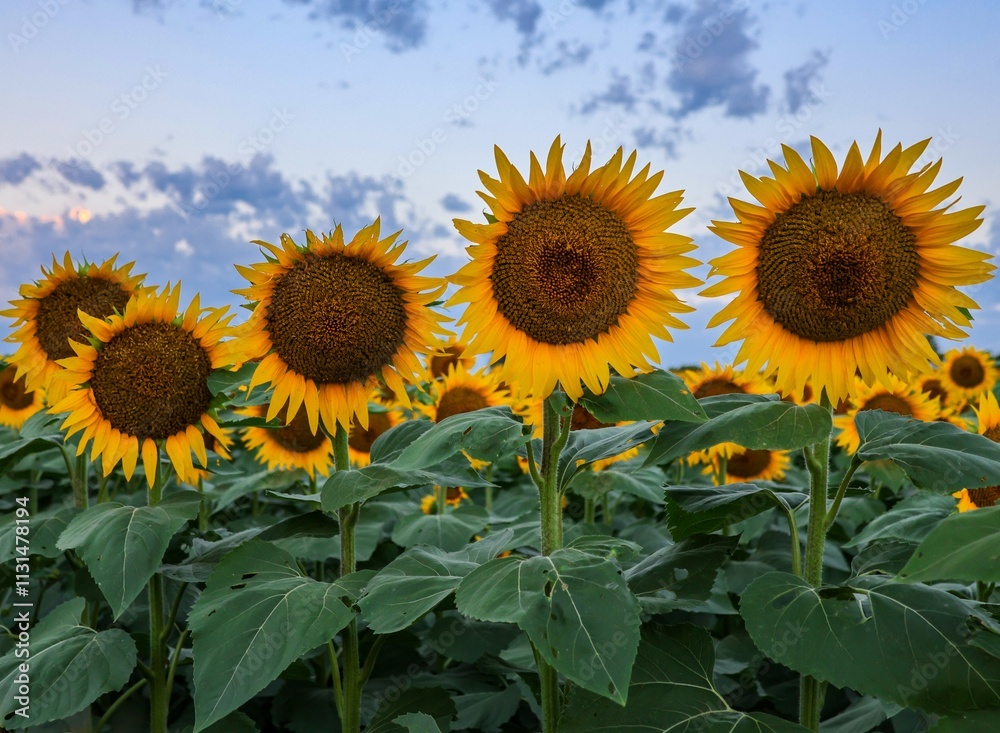 Obraz premium Line of four Sunflowers facing the same direction with dramatic blue sky in background at sunrise.