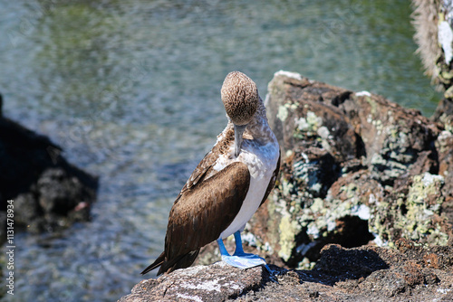 Blue-Footed Boobies in their Nest with their baby on Isla Isabela on Galapagos Archipelago, Ecuador