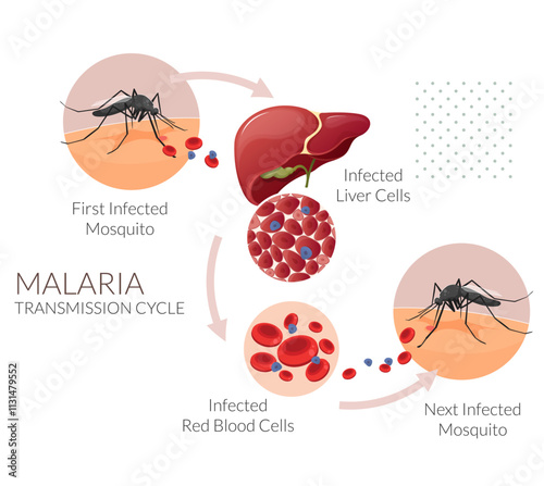 Mosquito - Malaria Transmission Cycle -  Stock Illustration