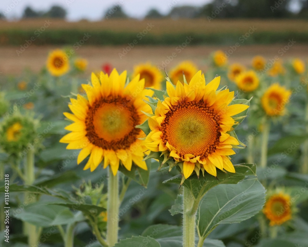 Fototapeta premium Two sunflowers close up with field of blurred plants behind.