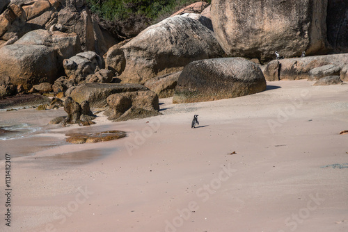 Exposure of Boulders Beach aka Boulders Bay, popular spot because it is the only African beach where Penguins can be seen, Cape Town, South Africa