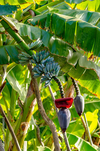 A photo of fresh blue java bananas, known for their ice cream-like texture and blue peel when unripe. ripe and flower hanging from banana plant
