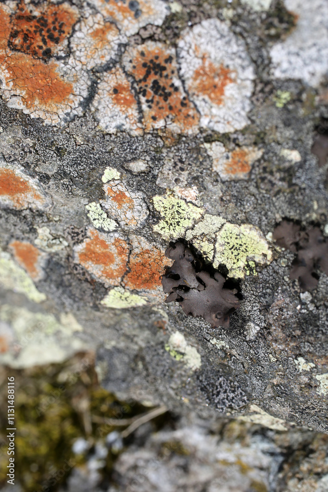 Encrusted lichen on rock - Caloplaca allociza