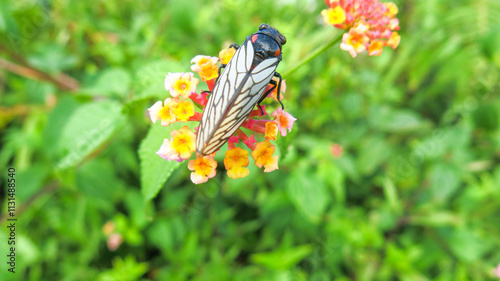 cicada resting on top of lantana flower, selected focus blurred green background. male cicadas make loud noisy sound during summer. photo