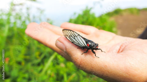 cicada insect sitting on anonymous hand. male cicadas make loud noisy sound during summer. photo