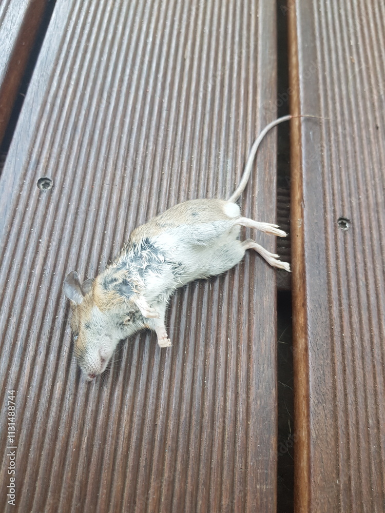 Obraz premium martwa mysz zabita przez kota 