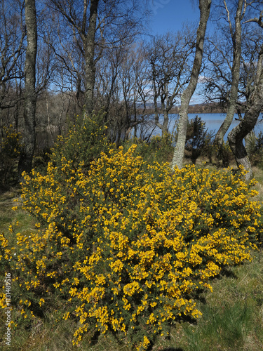 Wood around Loch Kinord circuit - Muir of Dinnet - Ballater - Aberdeenshire - Scotland - UK photo