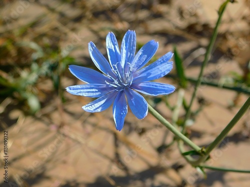 Common chicory, or Chicorium intybus, flower
