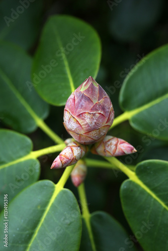 Rhododendron flower bud with green leaves in the background - Early spring in Cawdor Castle garden - Nairns - Highlands - Scotland - UK photo