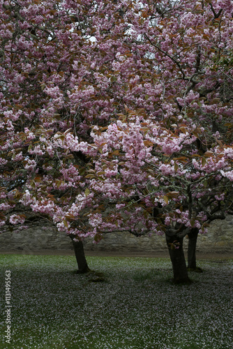 Pink flowered cherry tree - Prunus Serrulata - Cawdor Castle garden - Nairn - Highlands - Scotland photo