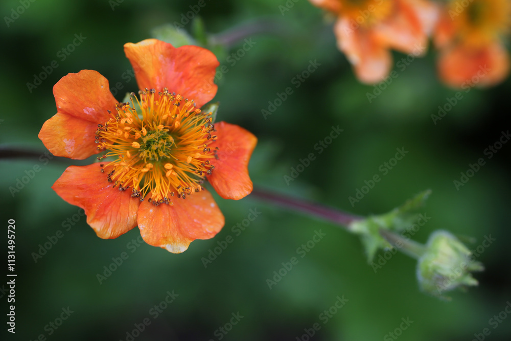 Close-up of Potentilla × hybrida 'Jean Jabber' cinquefoil - Cawdor Castle garden