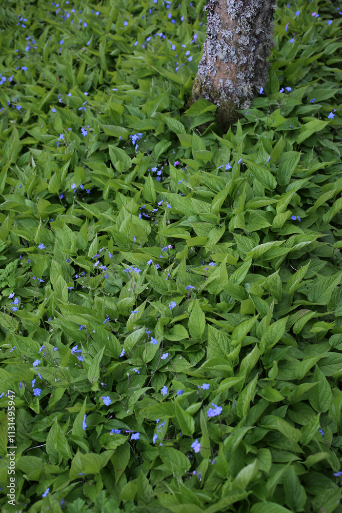 Alleway with trees and beds of Omphalodes verna - Boraginaceae - Cawdor Castle gardens - Nairn - Highlands - Scotland
