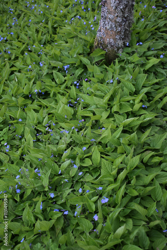 Obraz na płótnie Alleway with trees and beds of Omphalodes verna - Boraginaceae - Cawdor Castle gardens - Nairn - Highlands - Scotland w salonie