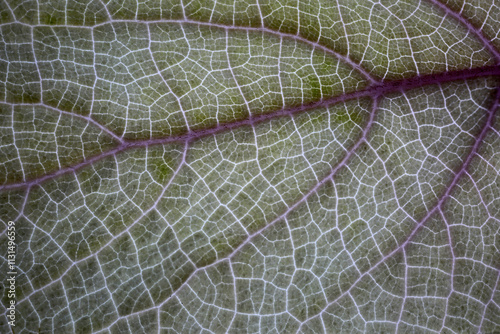 View of a leaf of Tetradenia riparia by transparence - Wild Ginger - Ginger Bus photo