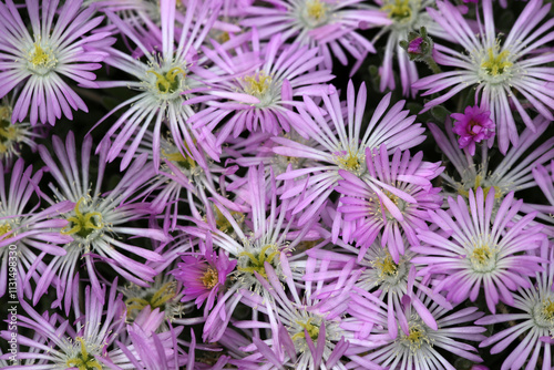 Mesembryanthemum flowers - Aizoaceae photo