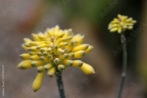 Infloresence of Aloe - Xanthorrhoeaceae photo