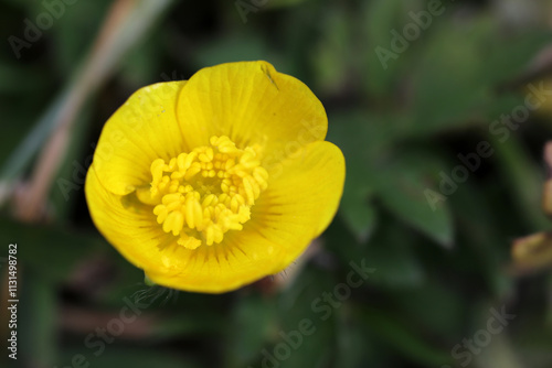 Ranunculus acris - Ranunculaceae - Common buttercups - Meadow buttercup - Tall buttercup - Giant buttercup photo