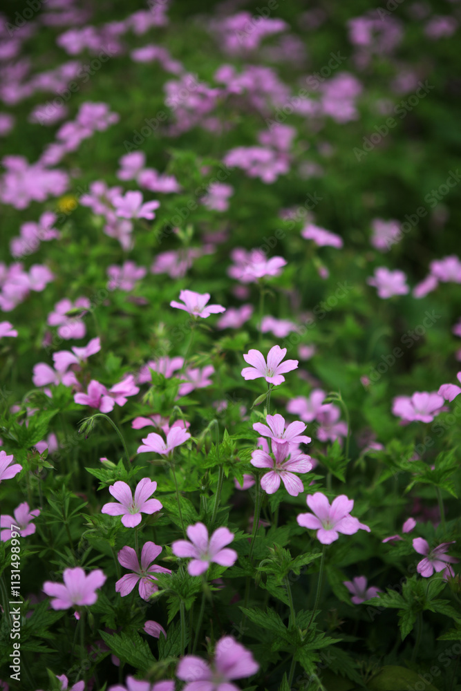 Obraz premium Geranium endressii flowers - Endres cranesbill - French crane's-bill