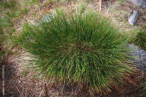 Common Deergrass - Trichophorum germanicum - Mamores - Highlands - Scotland - UK photo
