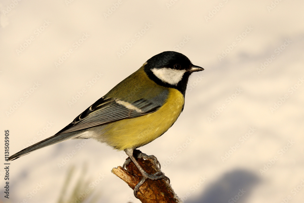 Obraz premium Great tit