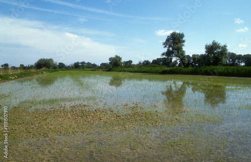 Fototapeta Naklejka Na Ścianę i Meble -  Rizière, Camargue, 13, Bouches du Rhone, France