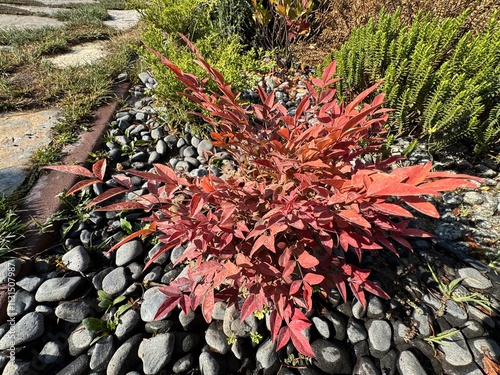 Canvas Print Nandina Domestica shrub with colorful leaves
