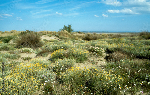 Immortelle commune, Helichrysum stoechas, Dunes, Parc naturel régional de Camargue, Bouches du Rhône photo