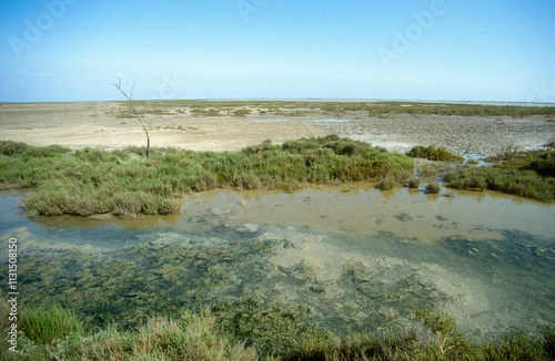 sansouïre, Obione, salicorne, Parc naturel régional de Camargue, Bouches du Rhône, France photo