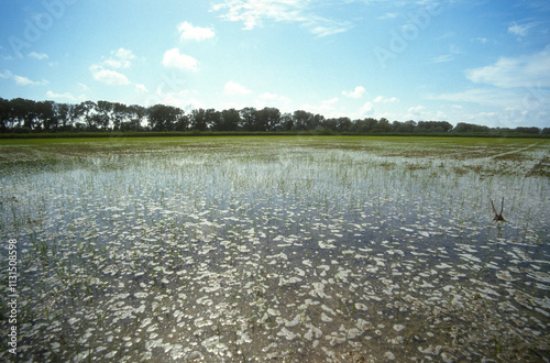 Fototapeta Naklejka Na Ścianę i Meble -  Rizière, Camargue, 13, Bouches du Rhone, France