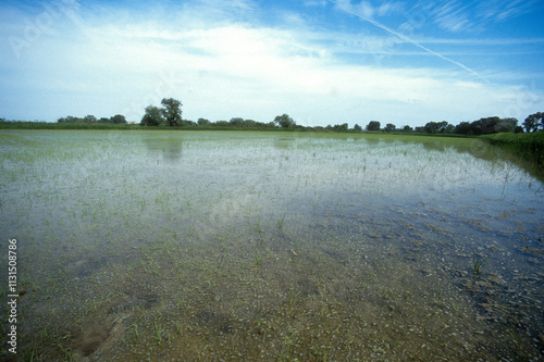 Fototapeta Naklejka Na Ścianę i Meble -  Rizière, Camargue, 13, Bouches du Rhone, France