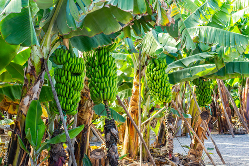 Young green bananas in banana tree in La Palma Island, in Canarias