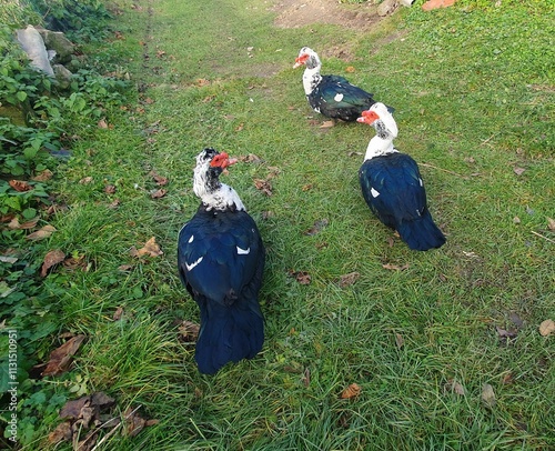 turkey ducks walking on a green lawn on an autumn day photo