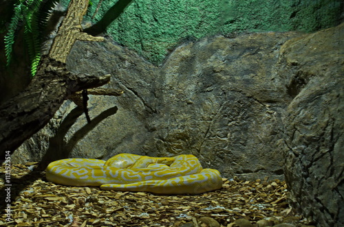 View of the beautiful white and yellow Albatross python resting curled up in a ball on the ground, Sofia, Bulgaria 