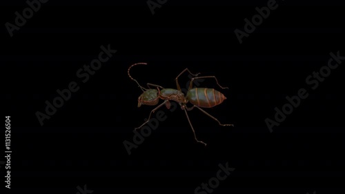 red ant attack 3D Video Animation photo