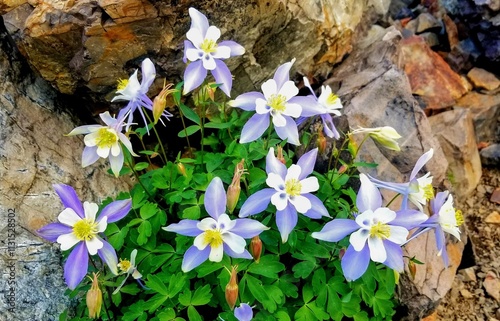 colorado columbines state flower blooming in spring