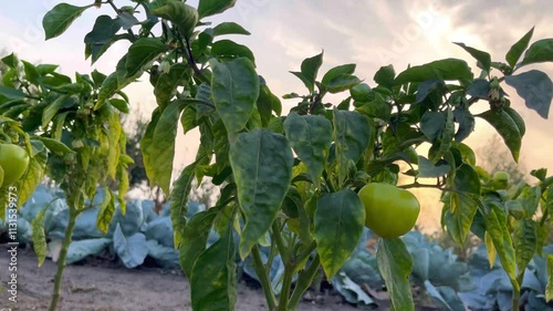 A vibrant field shows green pepper plants thriving under a clear blue sky. Sunlight highlights their leaves and a single pepper hangs prominently as day transitions to evening