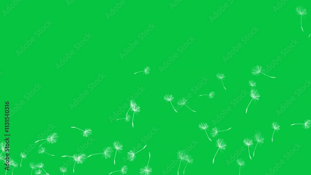 Dandelion seeds flying in the wind, dandelion pollen floating in the air animation overlay effect isolated on green screen background 